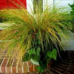 In colder months the leaves become bronzed and streaked turning orange-red in late summer and throughout the winter.