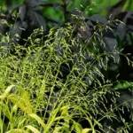 The flowers are replaced by seed and the stems arch gracefully under the added weight creating fountains of gold.