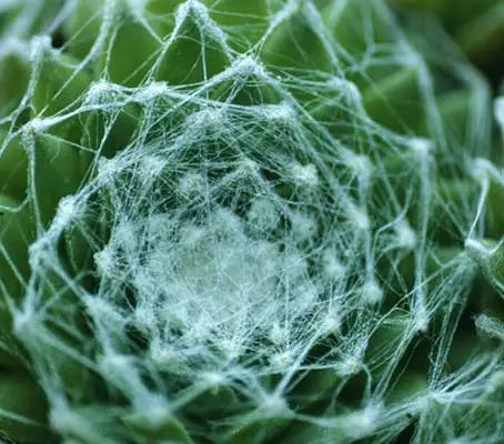 The rosettes of Sempervivum arachnoideum are covered with a network of silvery filaments that resemble a spider’s web.