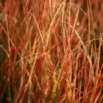 The colour is especially valuable in winter when there may be less to catch your eye in the garden.