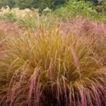 From midsummer it produces airy panicles of purple-green flowers that that almost touch the ground.