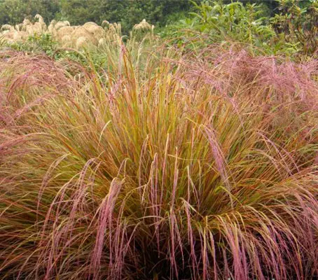 From midsummer it produces airy panicles of purple-green flowers that that almost touch the ground.