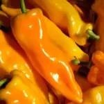 The name of this Italian heirloom translates as ‘Horn of the Bull’, a tribute to this Sweet Peppers' full, tapered shape.