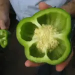 It consistently produces large yields of blocky, four-lobed thick-walled fruit that mature from green to red.