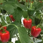 The plant produces well and does well in both cool and warm weather.