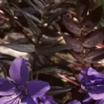 With bronze-purple lacy foliage, dark stems and violet-blue flowers, it is the darkest flower form of Polemonium available.