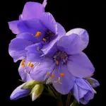 Introduced in 2006, Polemonium yezoense 'Purple Rain' is one of the best new introductions in recent years.