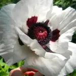 It exhibits immense pure white 'satiny' blooms, each boasting intricately decorated, deep purple-black hearts.