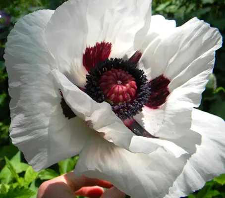 It exhibits immense pure white 'satiny' blooms, each boasting intricately decorated, deep purple-black hearts.