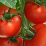 Disease resistant, early maturing and easy to grow, Tomato F1 Shirley produces excellent quality, medium sized red fruits
