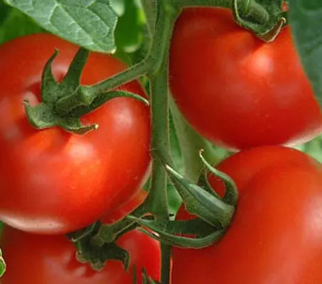 Disease resistant, early maturing and easy to grow, Tomato F1 Shirley produces excellent quality, medium sized red fruits