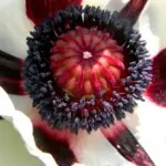 Very long-lived and virtually care-free, these undemanding plants provide a real spectacle year after year.