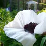 In early summer nothing compares to the grace of the Oriental poppy.