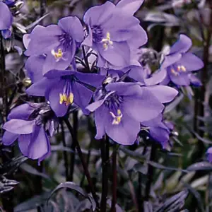 The original seed was collected at altitude in Japan where it is already accepted as one of the largest flowered gems of the race.