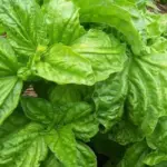 Basil ‘Lettuce Leaf Basil’ -0