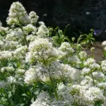 Centranthus ruber is a cottage garden favourite that’s made it back into the style books.