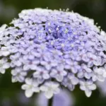 Didiscus caerulea, known as the Blue Lace Flower for its unusual sky-blue flower colour.