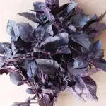 Basil ‘Red Rubin’ is grown as much for its decorative appeal as for its culinary value.