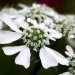 Orlaya grandiflora displays lovely, pure white flowers that form in large, flat-topped clusters.