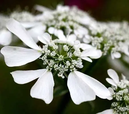 Orlaya grandiflora displays lovely, pure white flowers that form in large, flat-topped clusters.