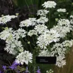 They have an extremely long flowering period and are perfect for the cutting garden.