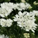 The flowers resemble lace-cap hydrangeas.