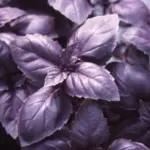 Basil ‘Red Rubin’ is a purple version of Italian large leaf basil, distinguished from other purple basils by its sweeter aroma and flavour