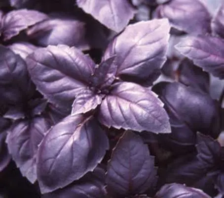 Basil ‘Red Rubin’ is a purple version of Italian large leaf basil, distinguished from other purple basils by its sweeter aroma and flavour