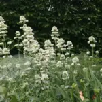 'Snow Cloud’ produces airy clusters of white flowers that appear from July to October on tall, fleshy stems.