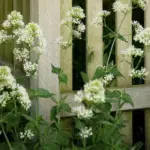 The flowers are sweetly-perfumed, combine well with many different plants and are lovely when used as a cut flower.