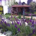 It has been in demand since it was featured in the Gold Medal-winning RBC Blue Water Roof Garden at Chelsea 2013 .