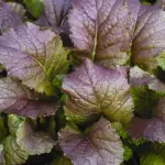 Mustard ‘Red Giant’ is a vigorous growing broad leaf variety.