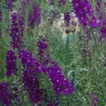 This smaller and more dainty plant is ideal for the smaller garden and has a long flowering season between May and August.