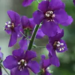 Relatively new to cultivation Verbascum phoeniceum 'Violetta' is by far the darkest flowered mullein available.