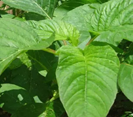 Amaranth 'Green Giant', he popular Calaloo in Caribbean cuisine produces slightly savoyed, large mid green leaves.