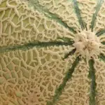 The flesh is firmer and richer than your average cantaloupe, and the flavour is pretty much unsurpassed