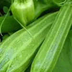 Courgette 'Romanesco' is a wonderful courgette with characteristic ribs down the fruit.
