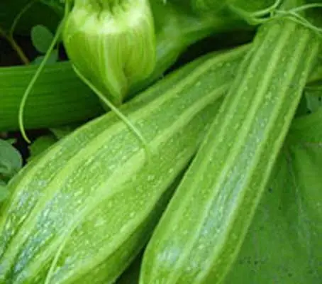 Courgette 'Romanesco' is a wonderful courgette with characteristic ribs down the fruit.