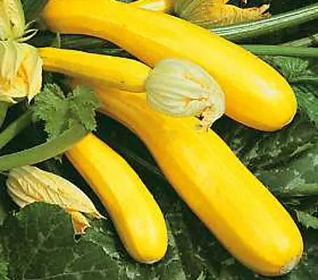 Courgette 'F1 Gold Rush' is a gourmet treat with smooth, thin yellow skins and crisp flesh.