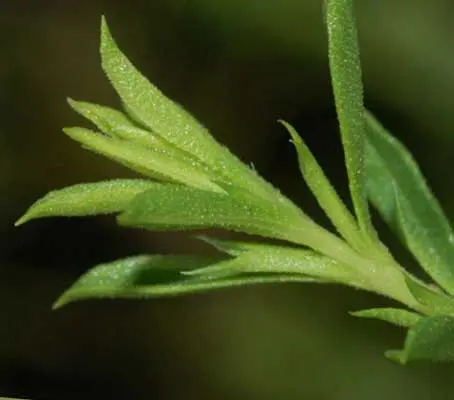 Satureia montana ssp. citriodora is a lemon-scented variety of Winter Savory.