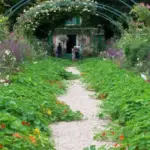 Good for beds, training on a trellis or fence or for simply growing along the ground.