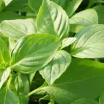 Mrs Burns' Lemon has the strongest aroma and flavour of lemon oil of all the lemon basils.