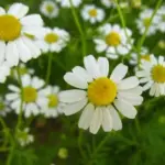 In the realm of simple herbs, few have garnered such a reputation for success as the lowly chamomile.