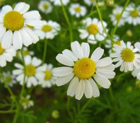 In the realm of simple herbs, few have garnered such a reputation for success as the lowly chamomile.