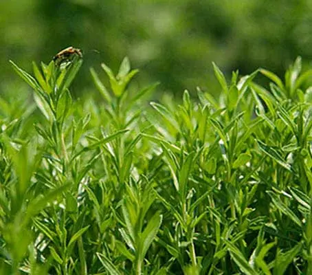 Easy to grow, Winter Savory makes an attractive border plant for any culinary herb garden.