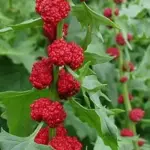 Strawberry Spinach, 'Strawberry Sticks', Organic-0