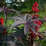 In frosty climates, the Castor Oil plant is one of the best ways to quickly create a tropical effect in the garden.