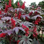 In late summer clusters of creamy yellow blooms are followed by stunning scarlet seeds pods.