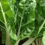 Swiss Chard 'Lucullus' is a particularly prolific variety which produces wonderful, heavily crumpled green leaves with white mid-rib and veins.
