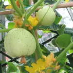 Cucumber 'Lemon Cucumber'-12210